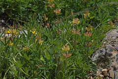 Lupinus gredensis
