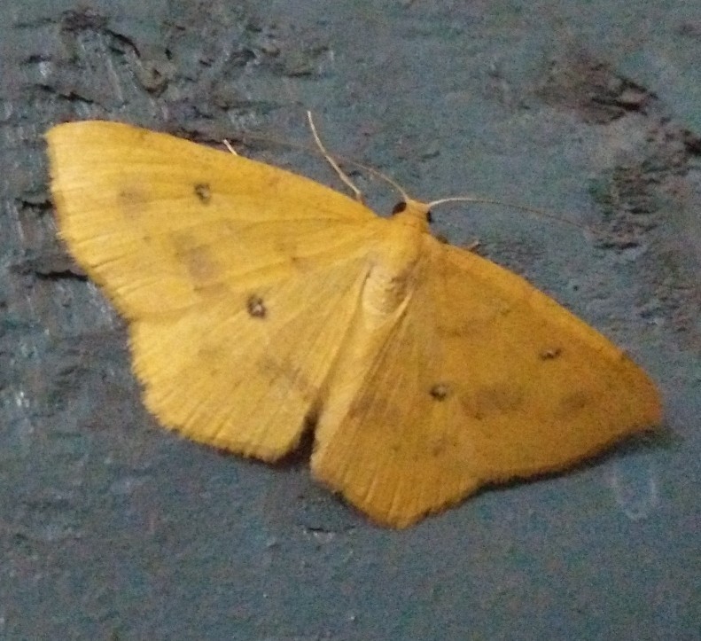 Anisephyra
