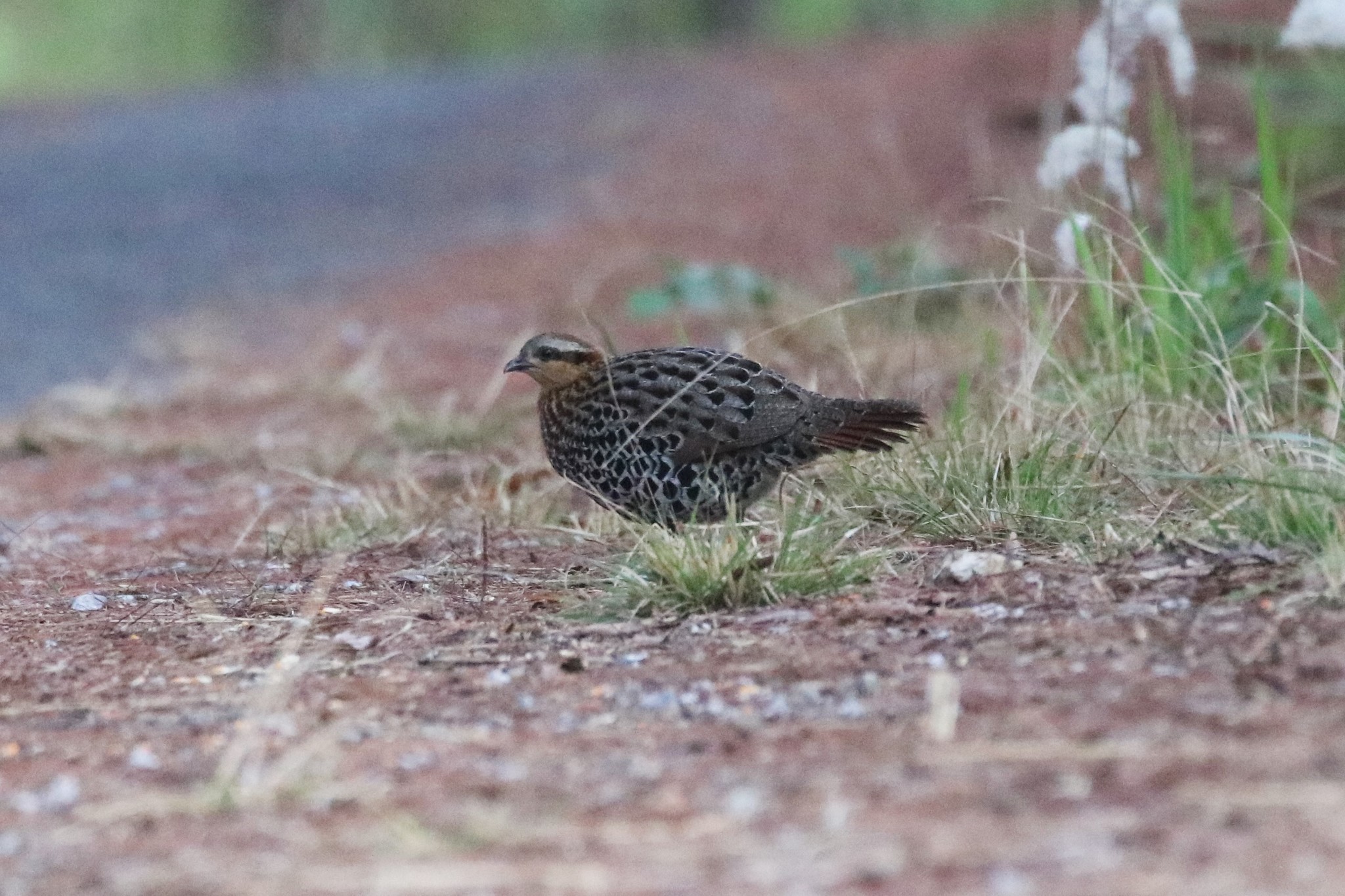 Mountain Bamboo Partridge