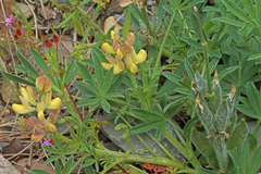Lupinus gredensis