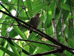 Machaeropterus pyrocephalus