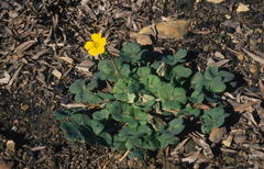 Oxalis compressa