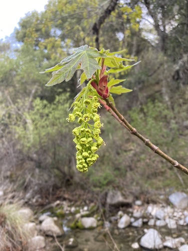 iNaturalist observation photo of bigleaf maple