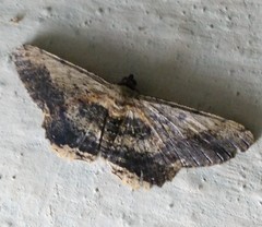 Ruttellerona pseudocessaria