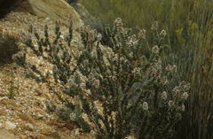 Paranomus spathulatus