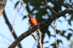 Pericrocotus ethologus