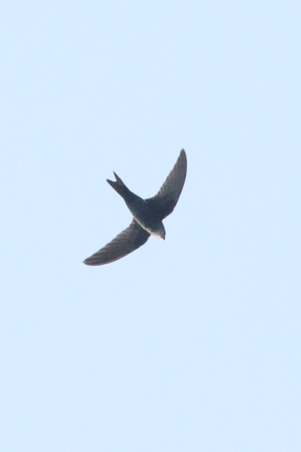 Fork-tailed Swift