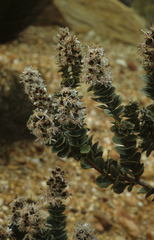 Paranomus spathulatus