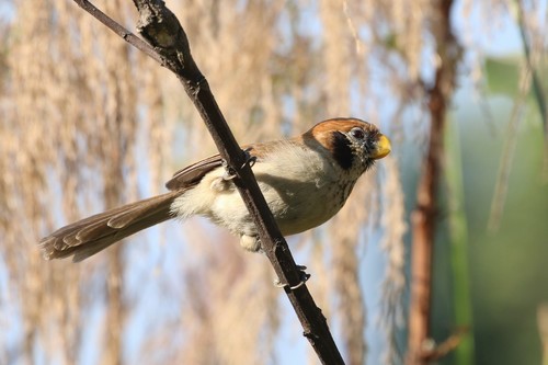 Spot-breasted Parrotbill (Paradoxornis guttaticollis), photo 7
