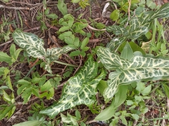 Arum italicum italicum