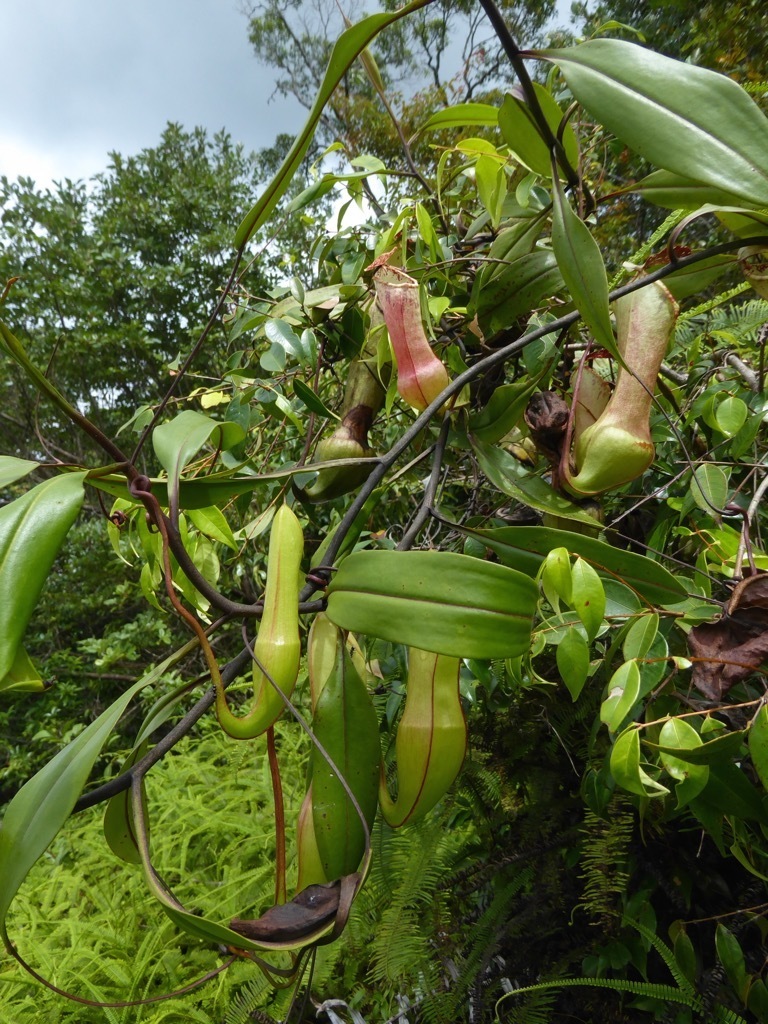 Nepenthes eustachya Miq.