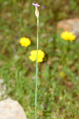 Petrorhagia nanteuilii
