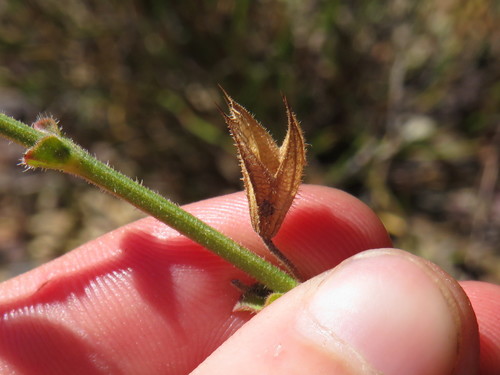 Image of Salvia granitica by (c) Jeremy Gilmore, some rights reserved (CC BY)