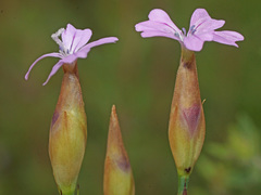 Petrorhagia nanteuilii