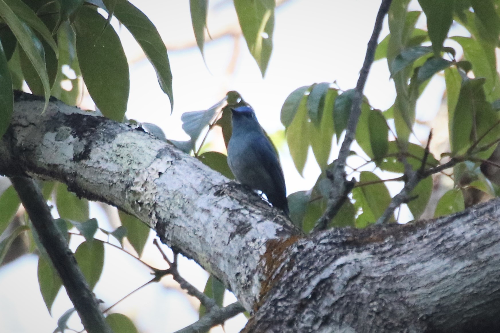 Pale Blue Flycatcher