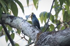 Cyornis unicolor