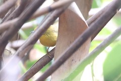 Cyanoderma chrysaeum