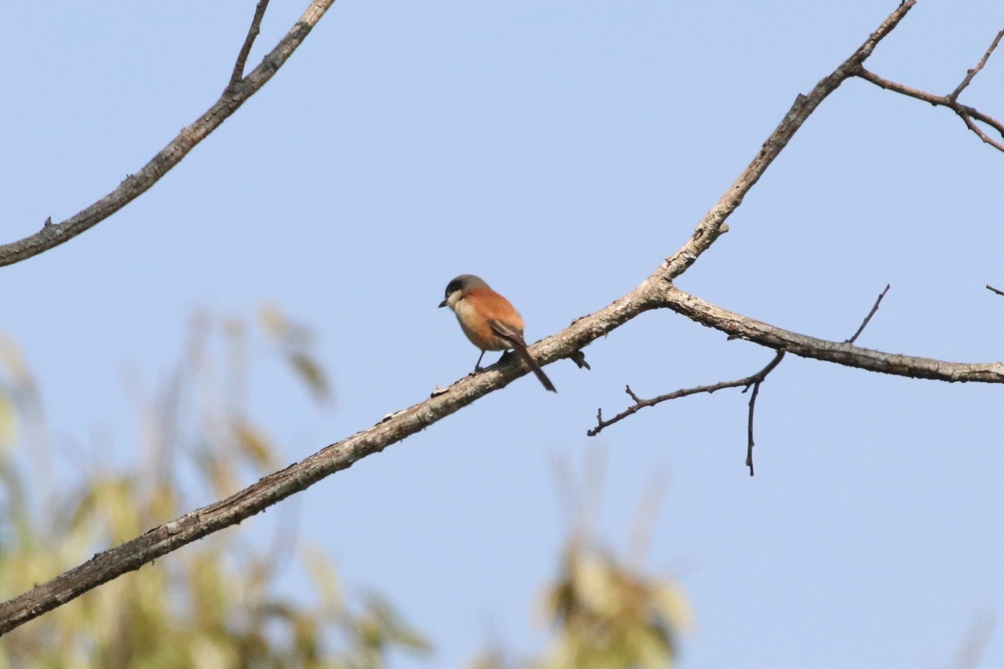 Burmese Shrike