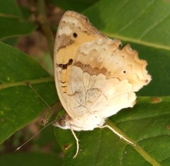 Junonia hierta hierta