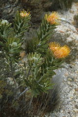 Leucospermum mundii