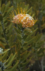 Leucospermum mundii