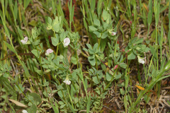 Lotus conimbricensis