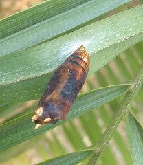 Elymnias hypermnestra undularis