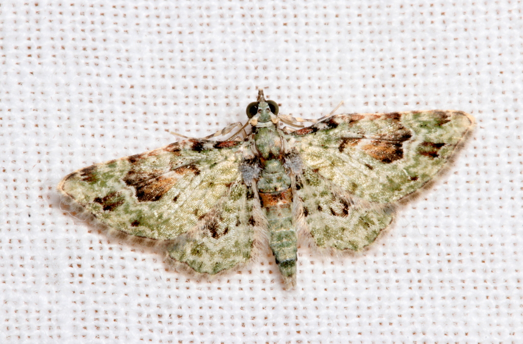 Calluga costalis