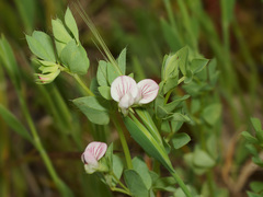 Lotus conimbricensis