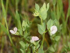 Lotus conimbricensis
