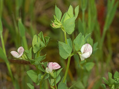 Lotus conimbricensis