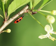 Pelonides quadripunctata