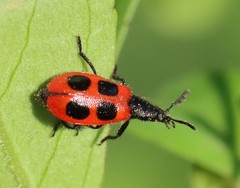 Pelonides quadripunctata