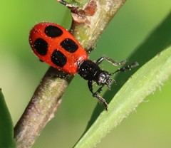 Pelonides quadripunctata