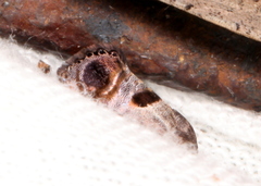 Eupselia beatella