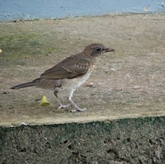Turdus ignobilis debilis