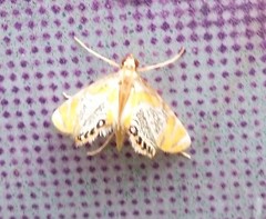 Nymphicula