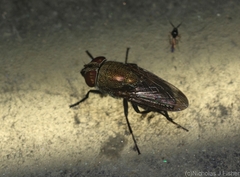 Stomorhina subapicalis