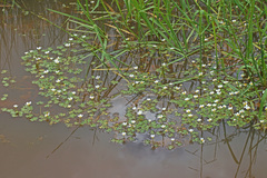 Ranunculus saniculifolius
