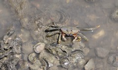 Macrophthalmus banzai