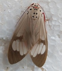 Amerila astreus