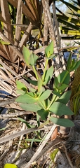 Euphorbia rosescens image