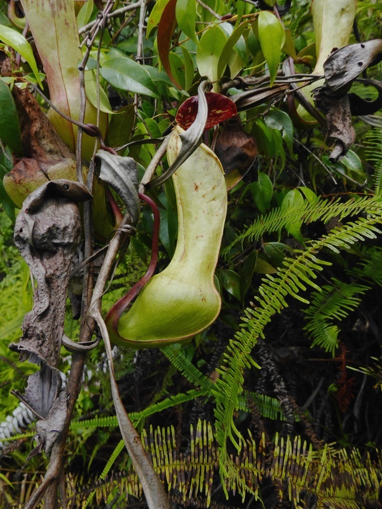 Nepenthes eustachya Miq. 2