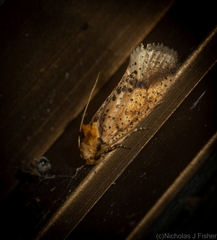 Azaleodes micronipha