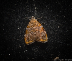 Choreutis melanopepla