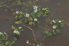 Ranunculus saniculifolius