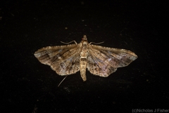 Merodictya marmorata