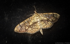 Haritalodes obliqualis