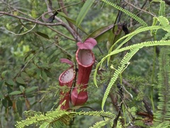Nepenthes eustachya