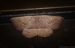Nadagara xylotrema